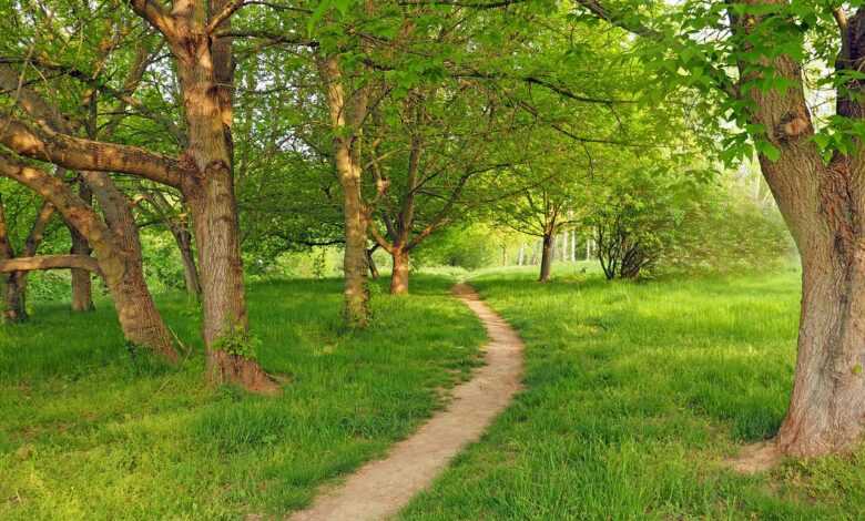 morning grove, ash-maple trees, canadian, forest, grove, ash, maple, path, summer, trees, grass, relaxation, plants, nature, landscape, green, trail, germany, forest path, grove, grove, grove, grove, grove