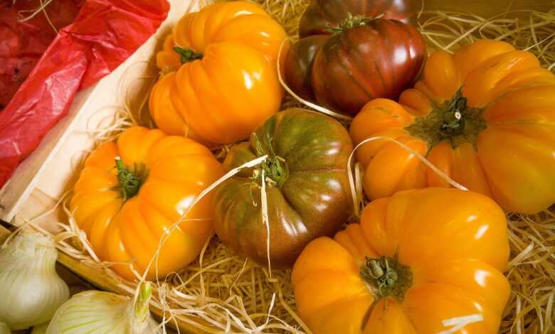 tomatoes, vegetables, vegetable garden