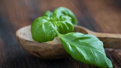 basil, green, fresh