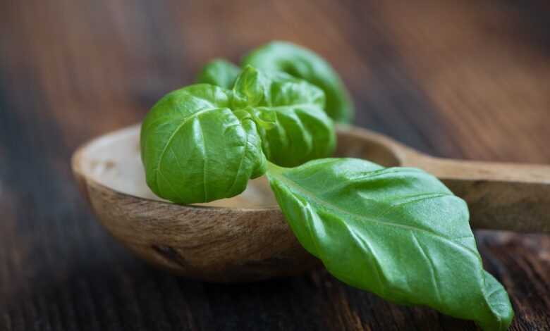 basil, green, fresh