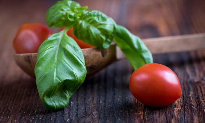 basil, green, basil leaf