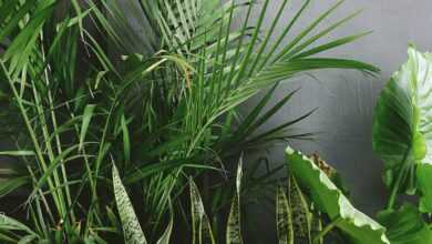 Snake Plant Beside Taro and Palm Plant Near Gray Wall