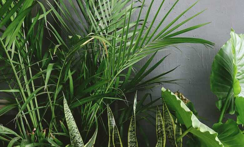 Snake Plant Beside Taro and Palm Plant Near Gray Wall