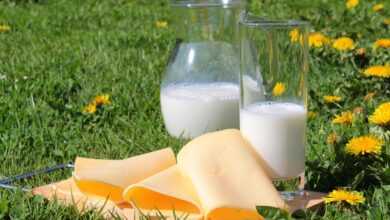 milk, cheese, cheese slices, dairy products, food, healthy, vitamins, calcium, drink, enjoyment, yummy, nourishment, fresh, protein, breakfast, milk, milk, milk, milk, cheese, cheese, dairy products, dairy products, dairy products, dairy products, dairy products, calcium, calcium, calcium