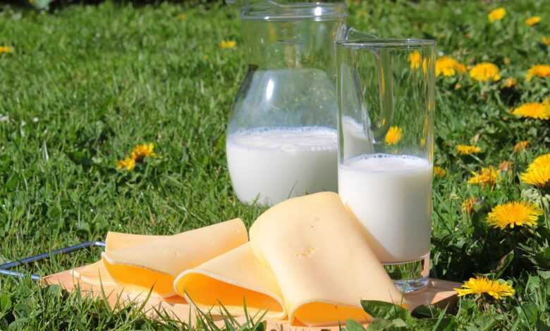 milk, cheese, cheese slices, dairy products, food, healthy, vitamins, calcium, drink, enjoyment, yummy, nourishment, fresh, protein, breakfast, milk, milk, milk, milk, cheese, cheese, dairy products, dairy products, dairy products, dairy products, dairy products, calcium, calcium, calcium
