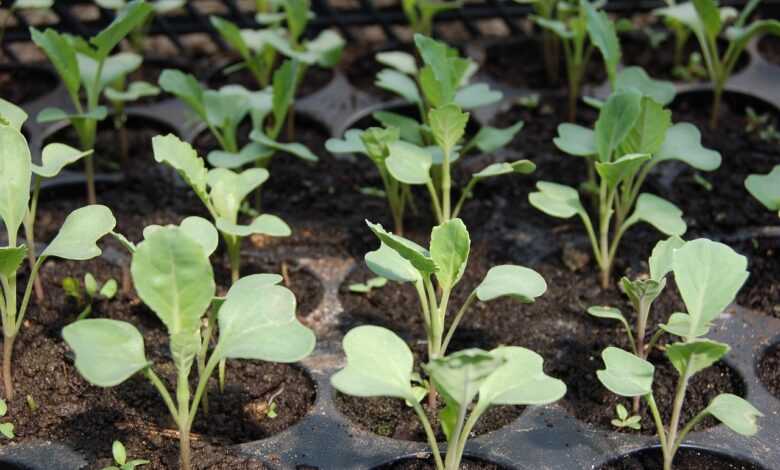 seedling, cabbage, nature