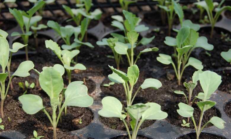 seedling, nature, cabbage, bed, plants, green, from the garden, vegetable