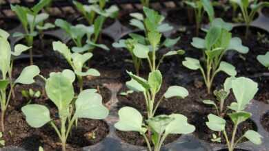 seedling, cabbage, bed