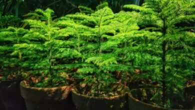 Green Plants on Black Plastic Pots