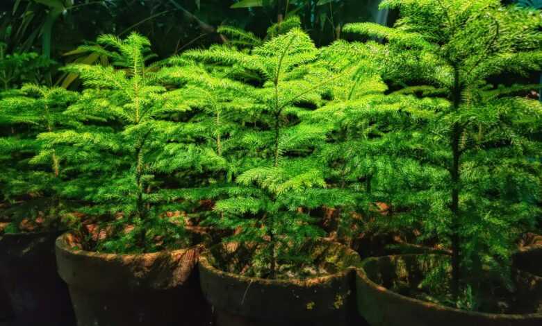 Green Plants on Black Plastic Pots