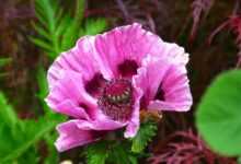 poppy, flower, garden