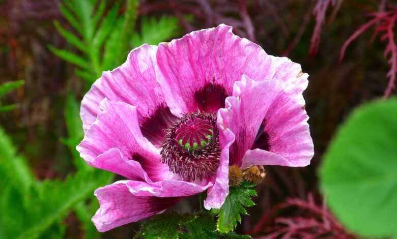 poppy, flower, garden