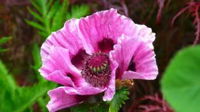 poppy, flower, garden