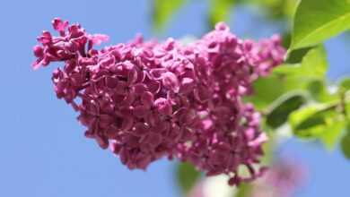 flowers, lilac, plant