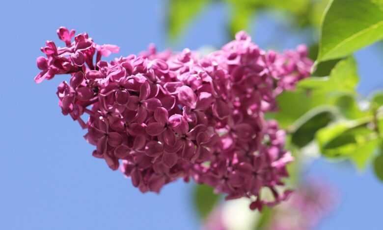 flowers, lilac, plant