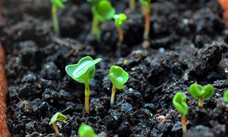 sprouts, seedling, seedlings