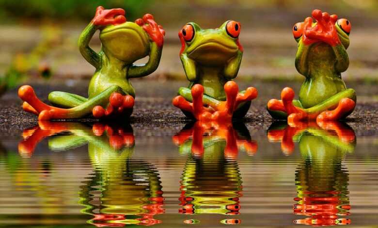 not see, not hear, do not speak, frogs, nature, cute, fun, riverbank, water, reflection