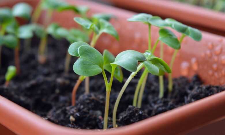 radish sprouts, seedling, seedlings