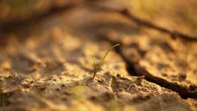 Sapling on Soil