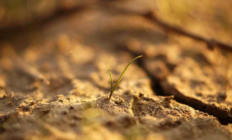 Sapling on Soil