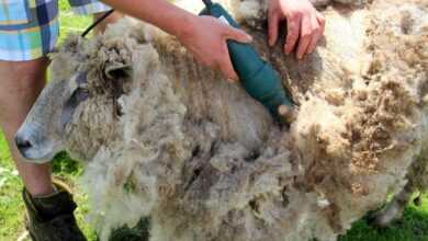 sheep, sheep shearing, shear sheep, wool, farm animal, sheepskin, sheep wool, hand, person, fur, greasy, sheep shearing, sheep shearing, sheep shearing, sheep shearing, sheep shearing, sheep wool