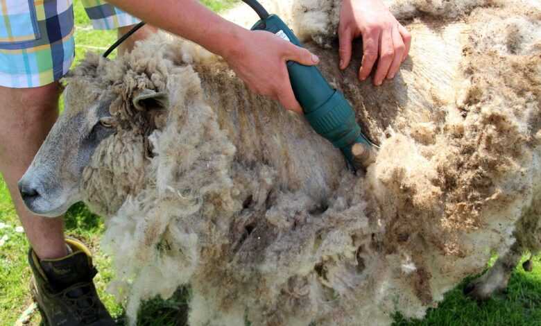 sheep, sheep shearing, shear sheep, wool, farm animal, sheepskin, sheep wool, hand, person, fur, greasy, sheep shearing, sheep shearing, sheep shearing, sheep shearing, sheep shearing, sheep wool