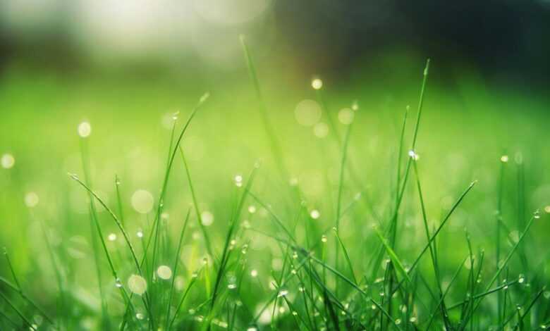 Closeup Photo of Green Grass Field