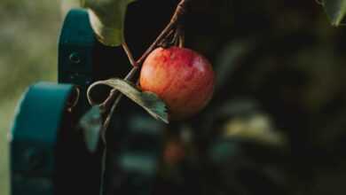 Apple On A Branch