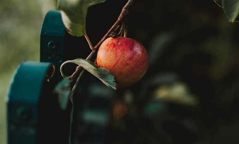 Apple On A Branch