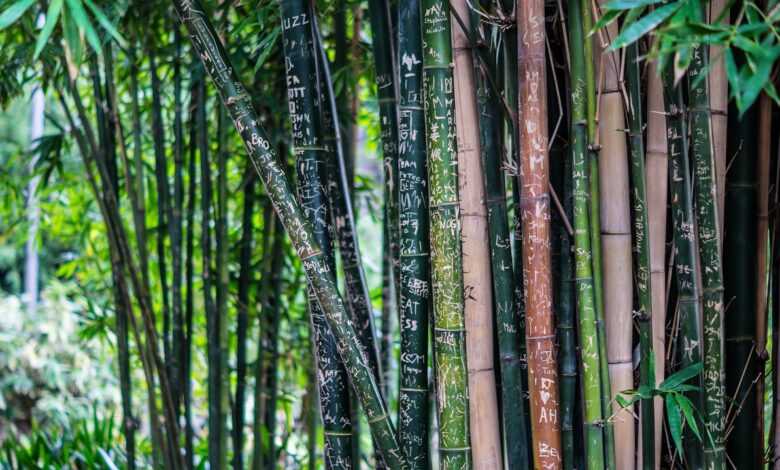 bamboo, plant, nature, flora, woods, forest, closeup, bamboo, bamboo, bamboo, bamboo, bamboo