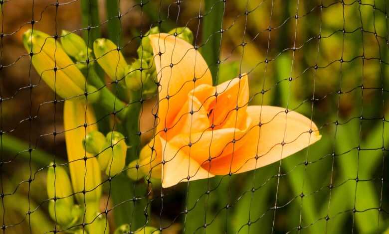 daylily, deer netting, pest control