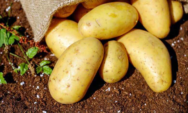 Potatoes