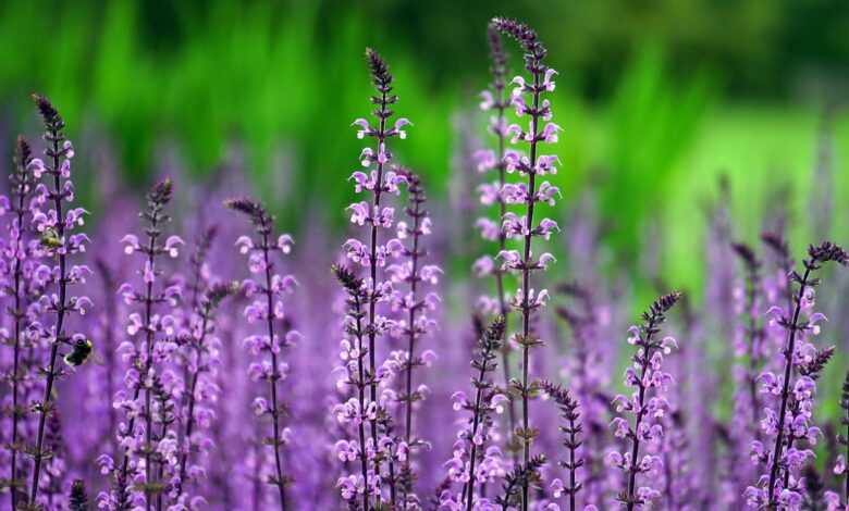 lilacs, flowers, purple flowers, bloom, blossom, inflorescence, flora, floriculture, horticulture, beautiful flowers, botany, nature, flower background, plants, flower wallpaper, garden, flower garden, lilac garden