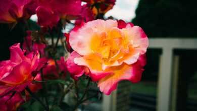 Close-up of vibrant pink and yellow roses blooming in a garden.