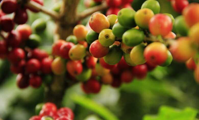 coffee grains, mature, farming, plant, cousins, crop, grow, fruits, plantation, harvest, fresh, red, branch, beans, the food, tropical, cultivation, berries, coffee grains, mature, mature, farming, nature, farming, farming, farming, crop, crop, grow, grow, grow, fruits, fruits, plantation, plantation, plantation, plantation, plantation, beans, beans, beans