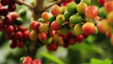 coffee grains, mature, farming