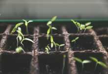 plants, breed, breeding