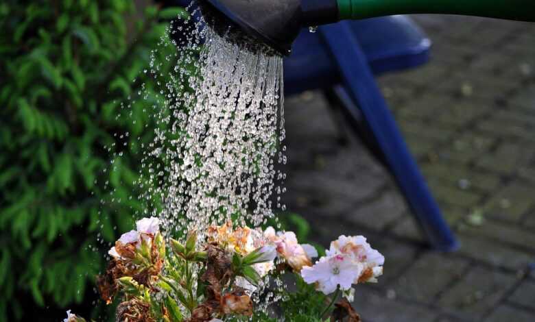 flower, beautiful flowers, watering can