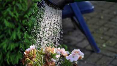 flower, watering can, water