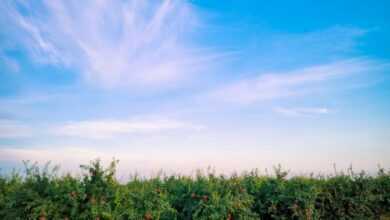 A field of ripe fruit with blue sky in the background