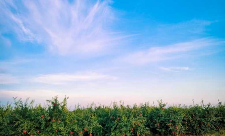 A field of ripe fruit with blue sky in the background