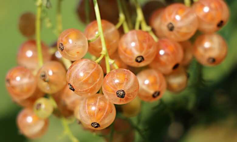 currants, berries, bunch