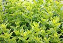 mint, green mint, plant