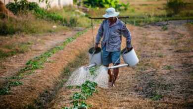 watering, watering can, man