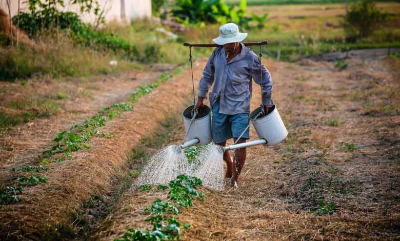 watering, watering can, man