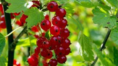 red currant, currants, currant