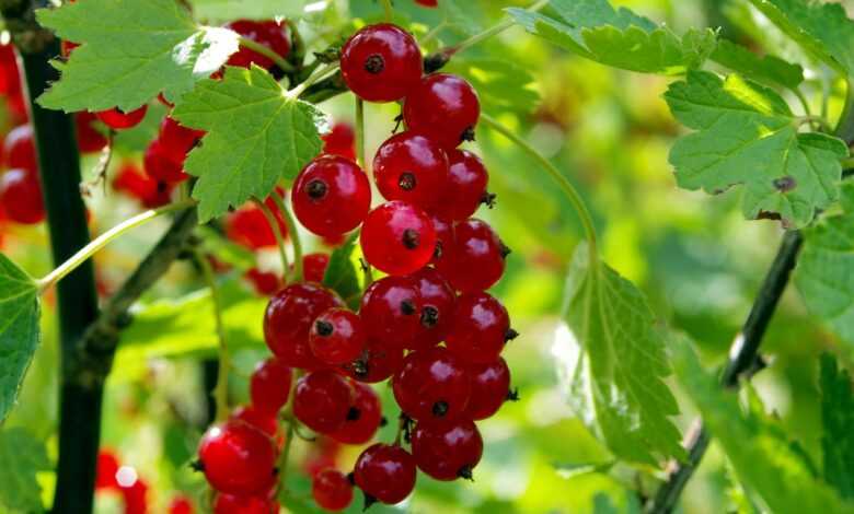 red currant, currants, currant