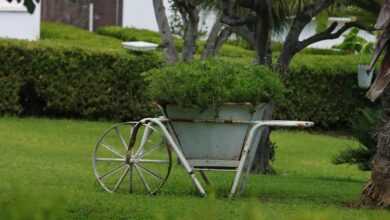 A wheelbarrow with plants in it in the grass