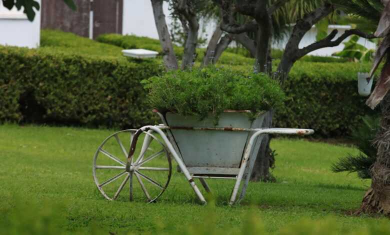 A wheelbarrow with plants in it in the grass