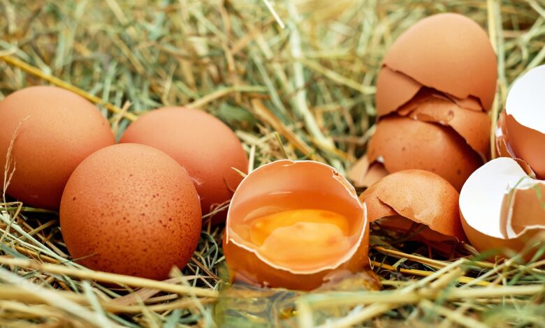 eggs, chicken eggs, raw eggs, eggshells, egg yolk, protein, broken, nest, chicken nest, poultry, eggs, eggs, eggs, eggs, eggs